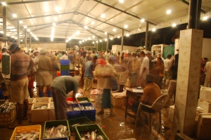 Negombo Fishing Market - 3AM